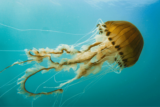 ¿Qué comen las medusas?