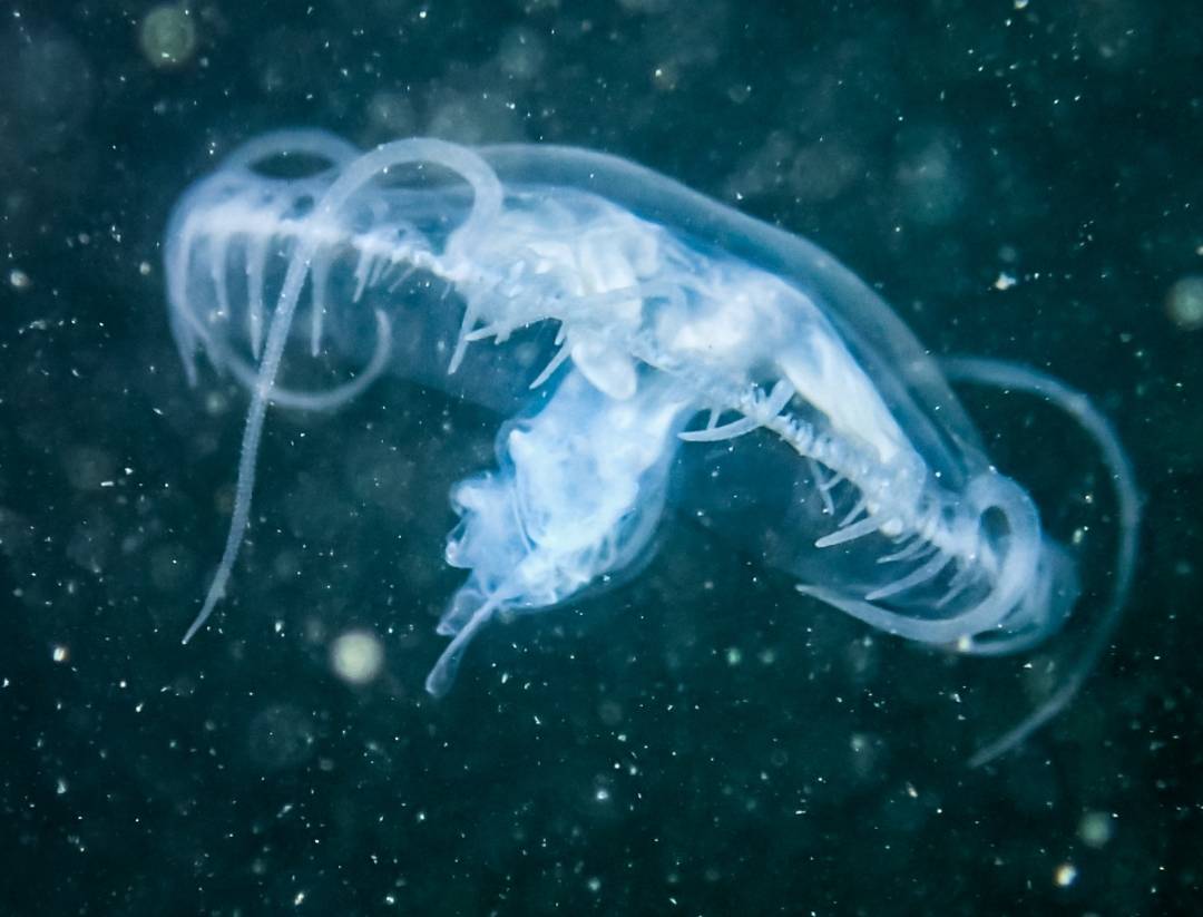 La medusa Craspedacusta sowerbyi es de agua dulce