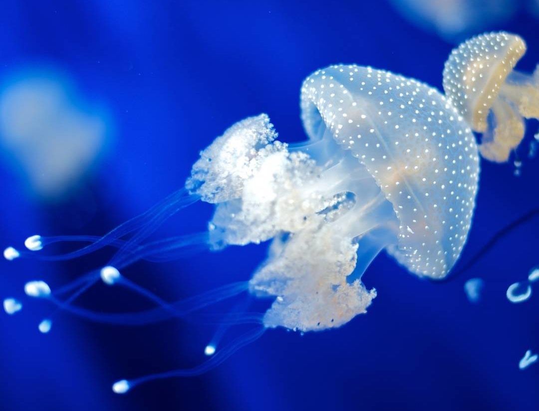 Las medusas forman parte de la família de los cniarios