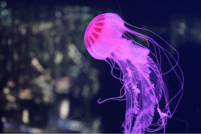 Imagen de la medusa Carydbea marsupialis