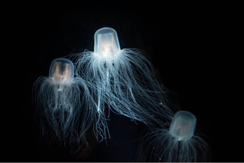 Imagen de la medusa inmortal (Turritopsis nutricula)